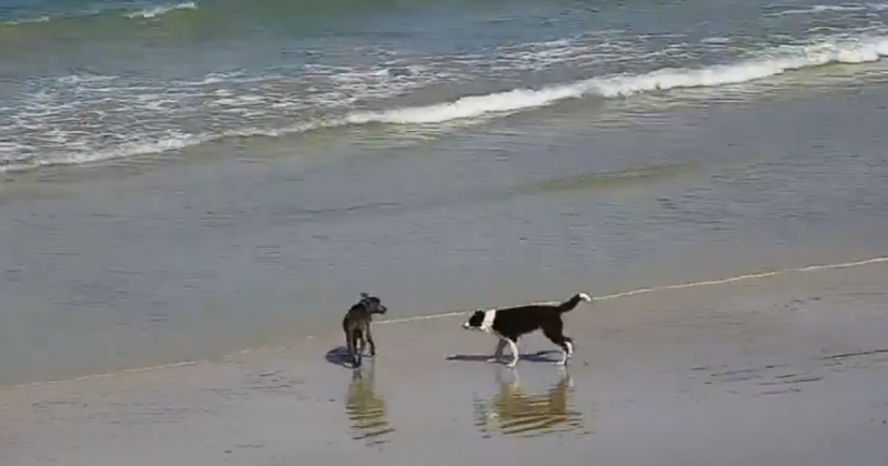 cachorros brincando na orla de praia em Florianópolis 