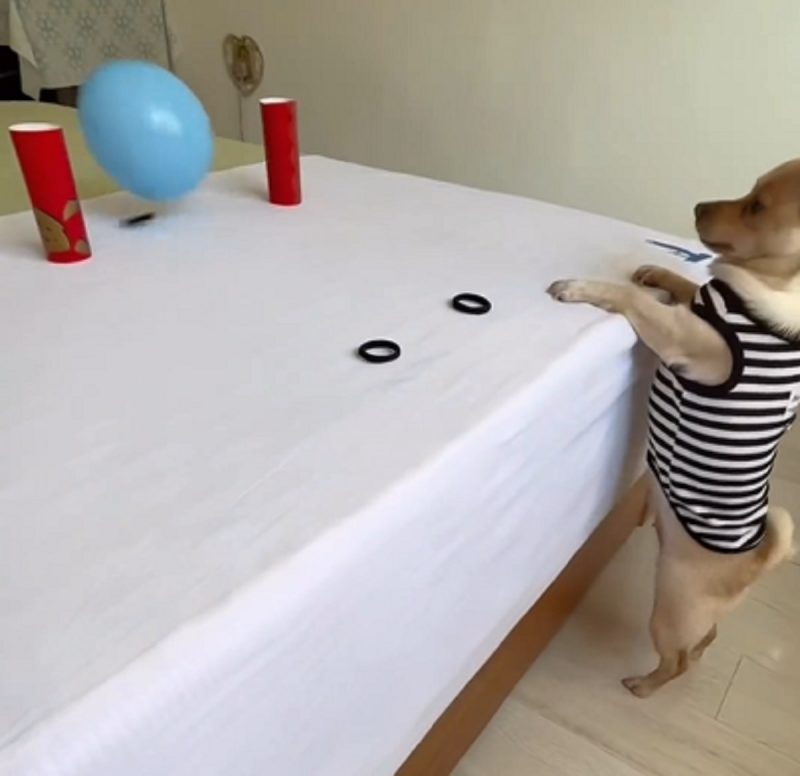 Com mira certeira, pet faz vídeo viralizar com mais de um milhão de curtidas - Foto: Puppy Lovings/Reprodução/ND