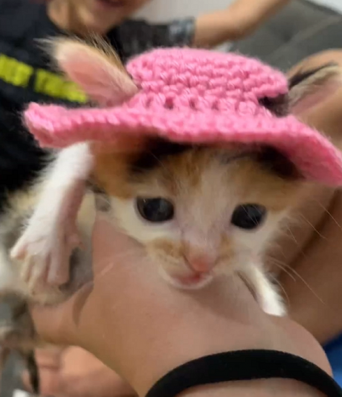 Vídeo já alcançou mais de 500 mil visualizações - Foto: Donna Arte/Reprodução/ND