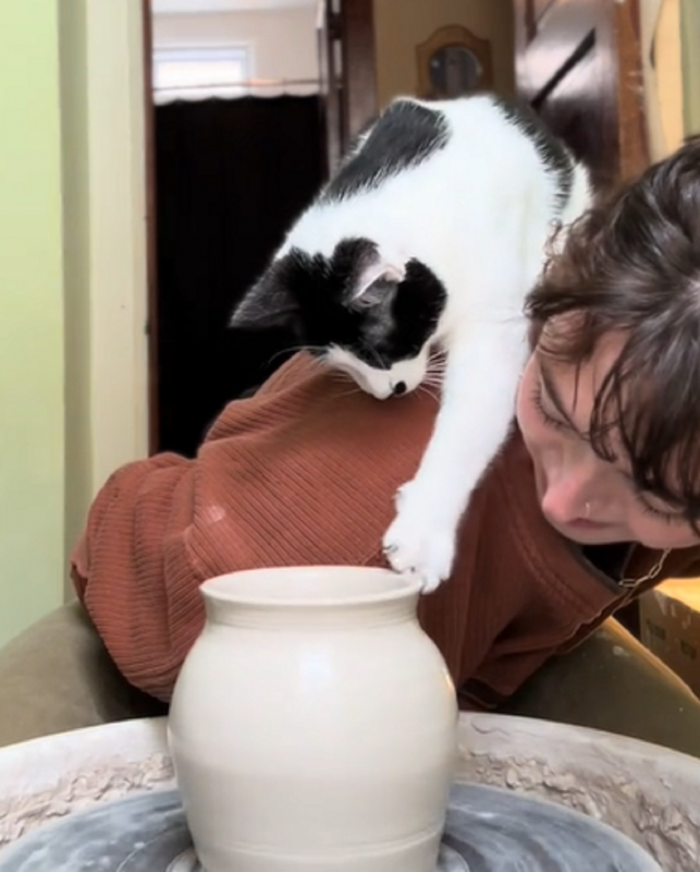 Vídeo conta com mais de cinco milhões de curtidas - Foto: Sophia &amp; Momo/Reprodução/Instagram