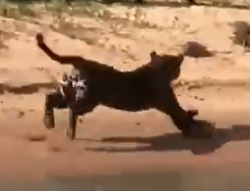 Vídeo chocante é gravado por turistas no pantanal - Foto: Reprodução/Ric.com/ND