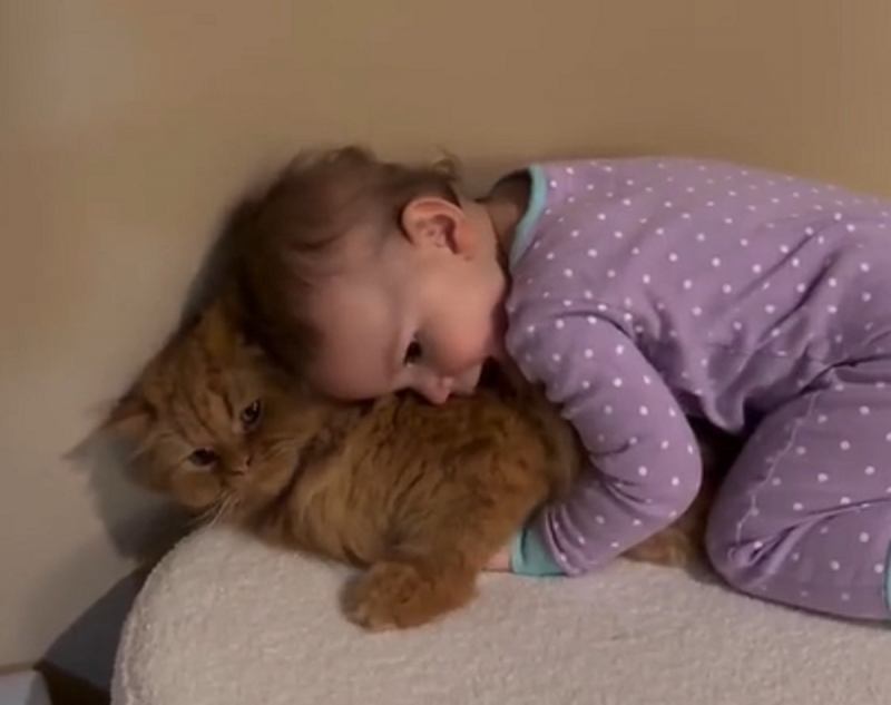 Gato e criança são flagrados em momentos de carinho - Foto: Internet/Reprodução/ND