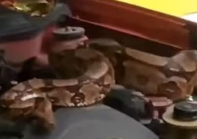 Jiboia em motor de carro dá susto em frentista 