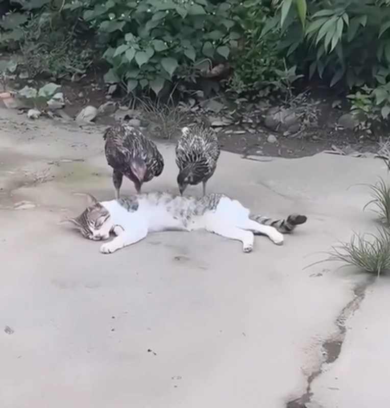 Vídeo já conta com mais de 40 mil curtidas - Foto: Animais de Milhões/Reprodução/ND