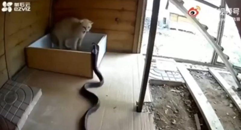 Gato consegue afugentar cobra