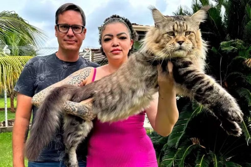 Gato da raça maine coon concorre a recorde do Guinness Book em São Paulo