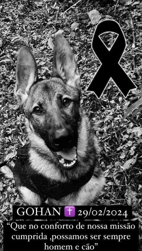 1&deg; BPR presta homenagem a Gohan, c&atilde;o que estava desde junho de 2023 no Canil de Joinville – Foto: Canil do 1&ordm; Batalh&atilde;o de Pronta Resposta/Divulga&ccedil;&atilde;o/ND