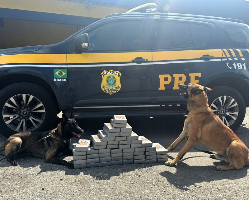 Cães Charlie e Athena com tabletes de cocaína após apreensão da PRF (Polícia Rodoviária Federal) em Garuva