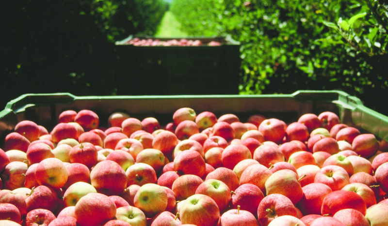 Foto mostra cesta com várias maçãs para ilustrar matéria sobre plantio da fruta na serra catarinense
