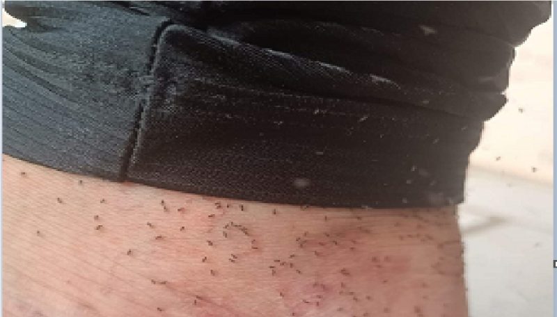 Imagem mostra perna de homem cheio de maruim, mosquito que transmite a febre Oropouche