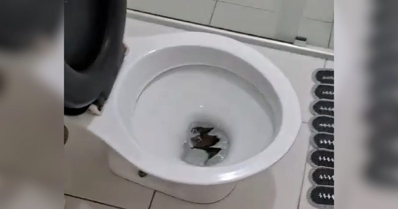 Adolescente “custou” a descobrir qual era o animal – Foto: Arquivo Pessoal/Reprodu&ccedil;&atilde;o/ND