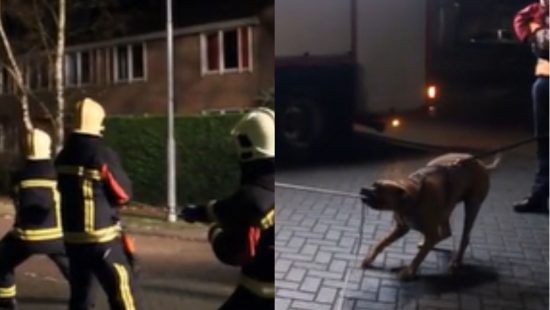 Cachorro ajuda bombeiros a derrubarem árvore: &#8216;deu uma pata&#8217;
