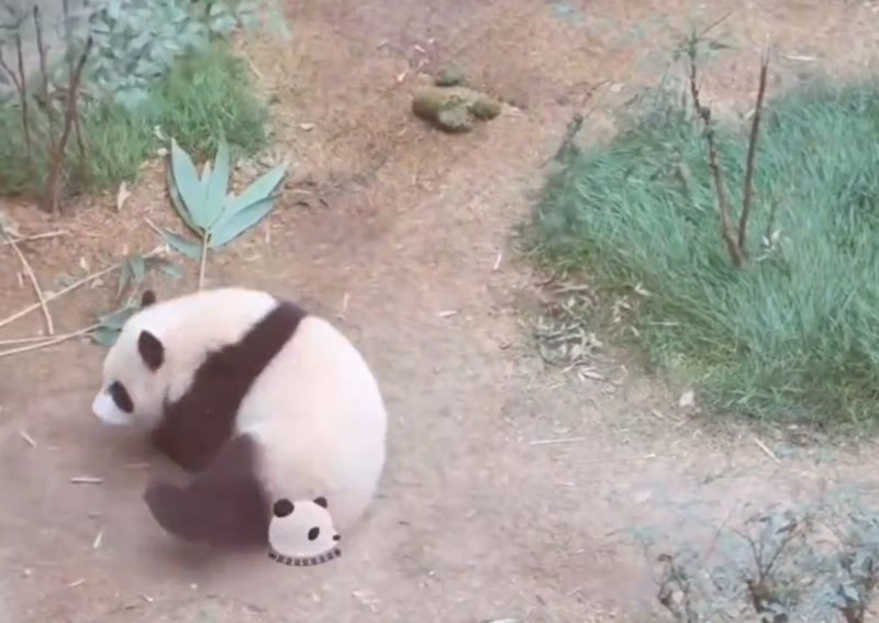 Panda fica irritado e apronta