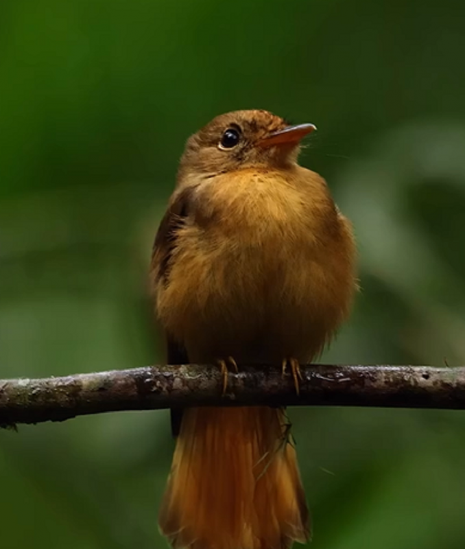 Quase duas mil espécies do pássaro são encontrados na Mata Atlântica brasileira - Foto: Amer Cavalcant/Reprodução/ND