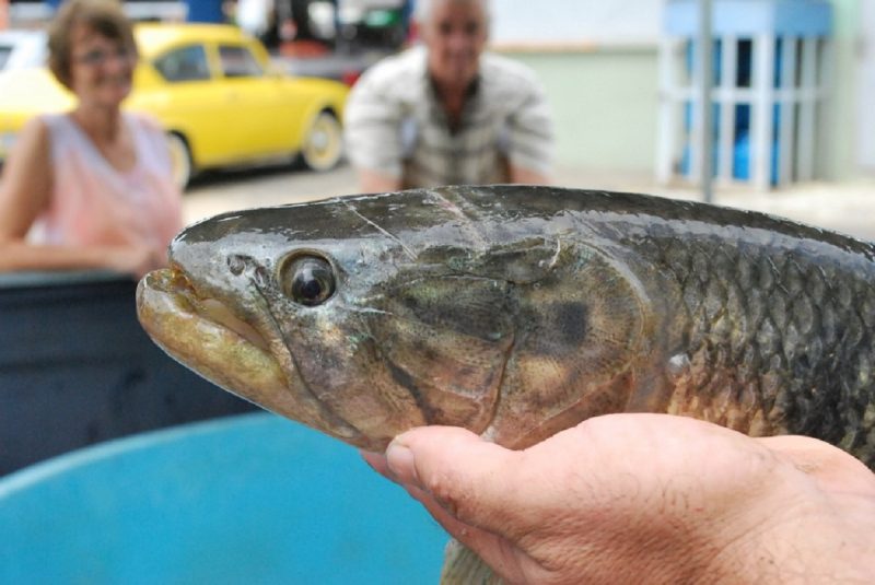 Em Rio do Sul, a tradicional Feira do Peixe Vivo ocorre no Mercado Público do município 