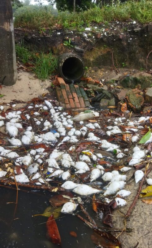 Mais e 100kg de peixes mortos foram encontrados na orla da Ponta de Baixo, em São José