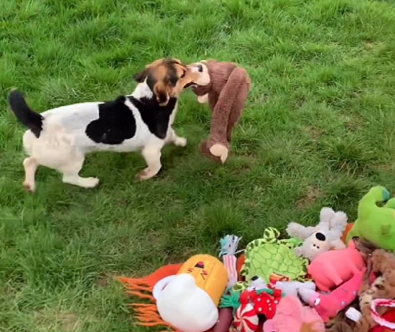 Cachorros fofos viralizam com animação em escolha de brinquedo - Foto: Fetcher Dog/Reprodução/ND