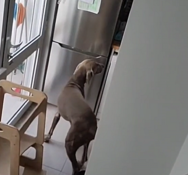 Vídeo já conta com mais de um milhão de visualizações - Foto: Podarroz Weimaraner/Reprodução/ND