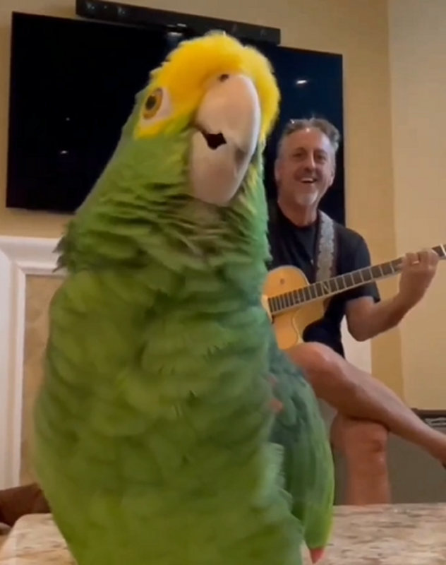 Vídeo já conta com vários comentários de internautas exaltando o pássaro - Foto: Animais Engraçados/Reprodução/ND