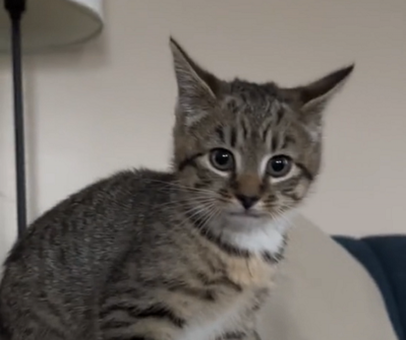 Gato tem miado inusitado e diverte a web - Foto: Ladível/Reprodução/ND