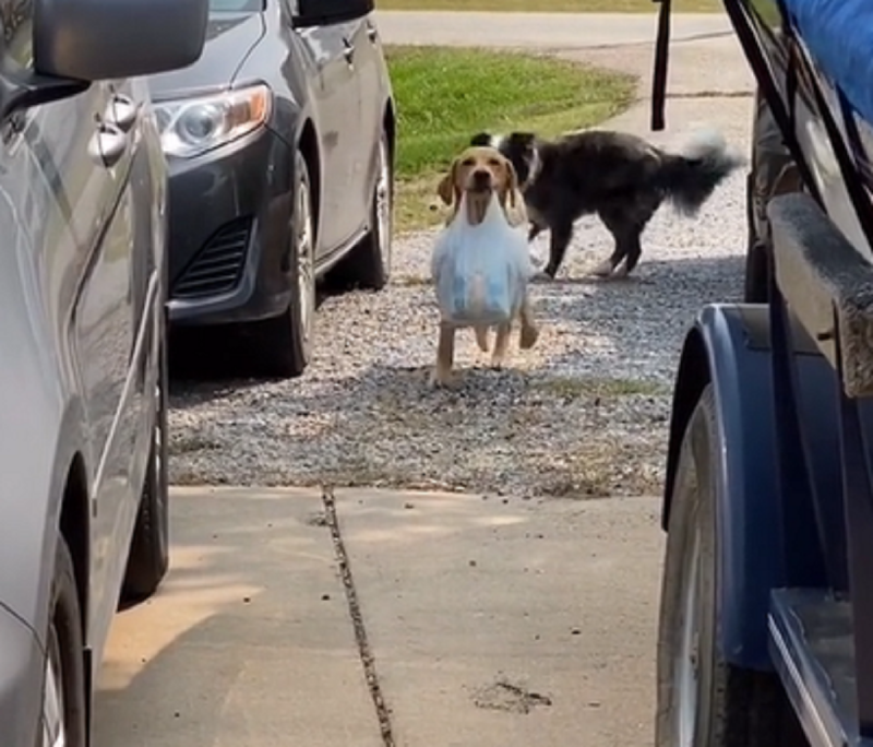 Vídeo já conta com mais de 100 mil curtidas - Foto: Peludinho Cine/Reprodução/ND