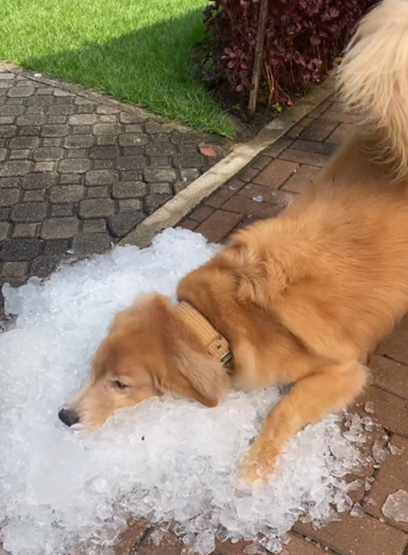 Golden Retriever carioca encontra alívio em poça de gelo - Foto: Instagram Fred/Reprodução/ND