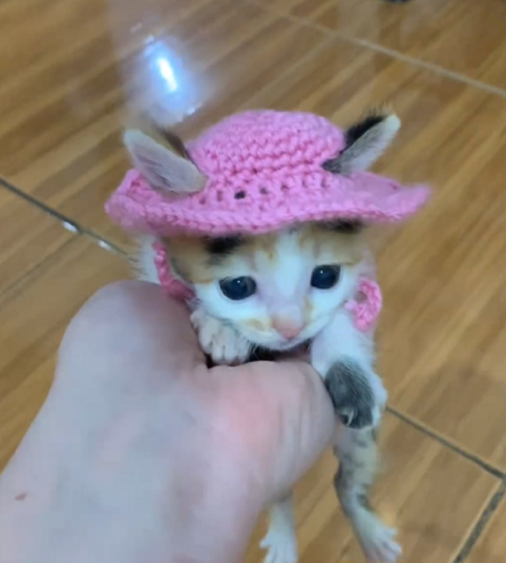 Gata boiadeira viraliza e encanta público na internet - Foto: Donna Arte/Reprodução/ND