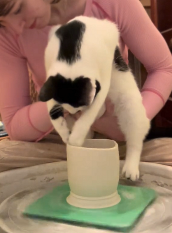 Gato talentoso viraliza em vídeos mostrando a criação de cerâmicas únicas - Foto: Sophia &amp; Momo/Reprodução/Instagram