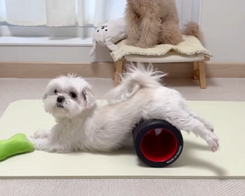 Vídeo já conta com mais de 500 mil visualizações - Foto: Sarang Boki/Reprodução/ND