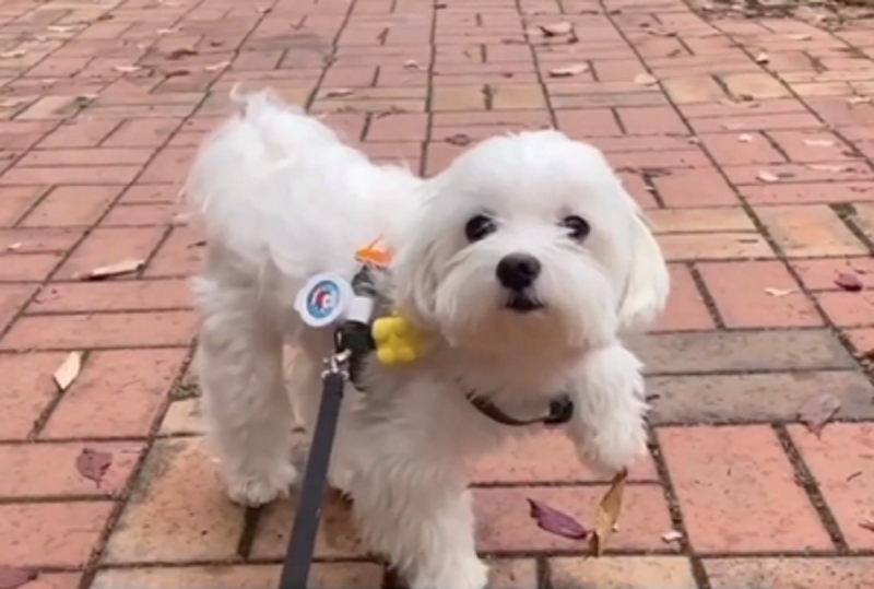 Cachorro se recusa a andar pois uma folha o incomoda - Foto: Animais Engraçados/Reprodução/ND