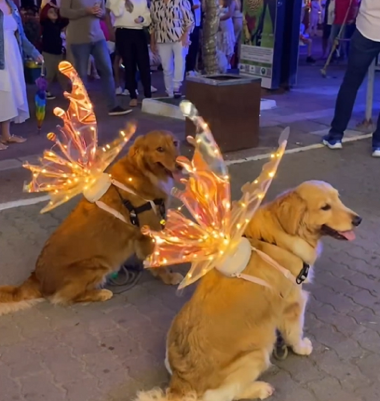 Em um passeio atípico, cães da raça Golden Retriever viraram atração local