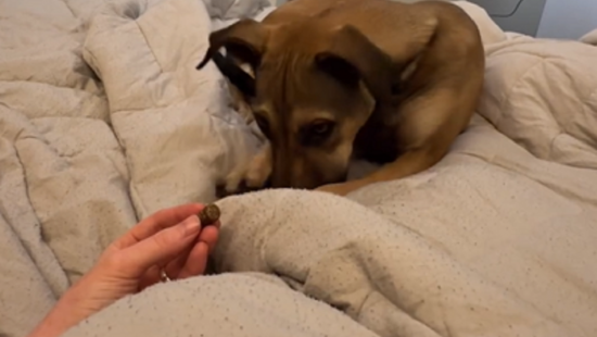 Travessura canina: cachorro rouba petisco da m&atilde;o de tutora com t&aacute;tica infal&iacute;vel