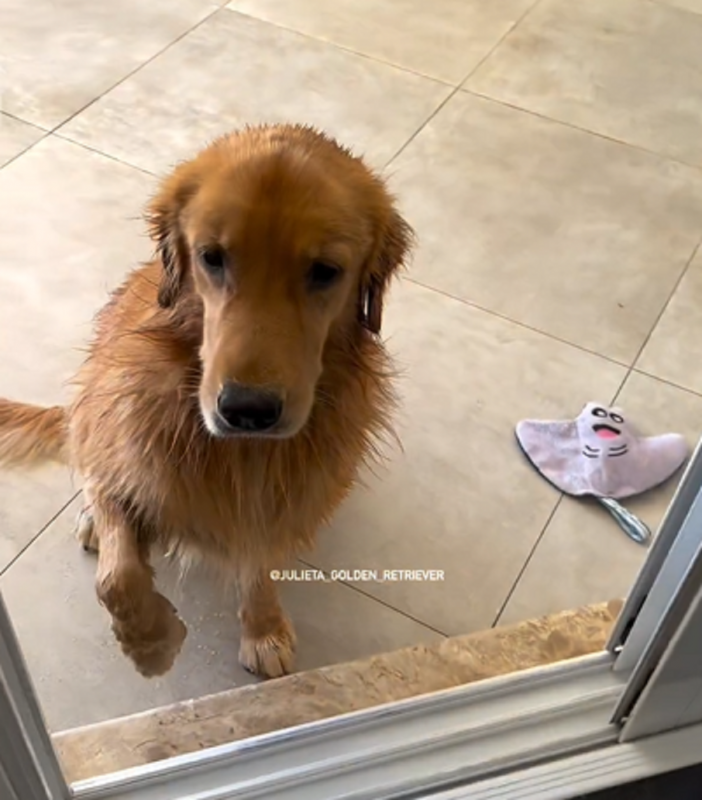 Golden Retriever fica chateada ao não ter companhia ao nadar - Foto: Julieta/Reprodução/ND