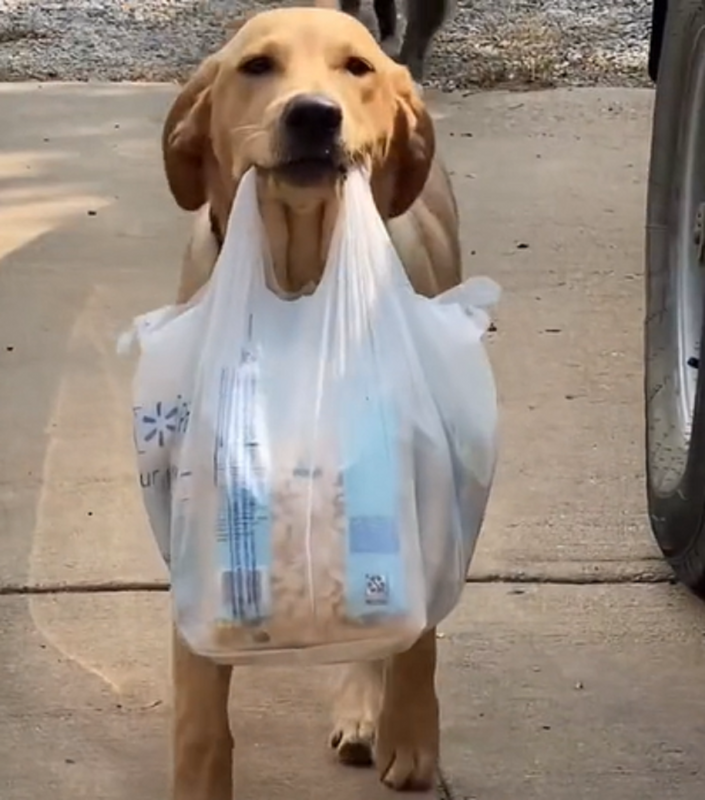 Cachorro carrega compras e ganha medalha pela ação - Foto: Peludinho Cine/Reprodução/ND