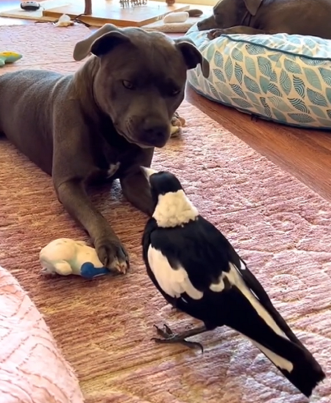 Cachorro e pássaro são flagrados com forma de carinho inusitada - Foto: Animais engraçados/Reprodução/ND