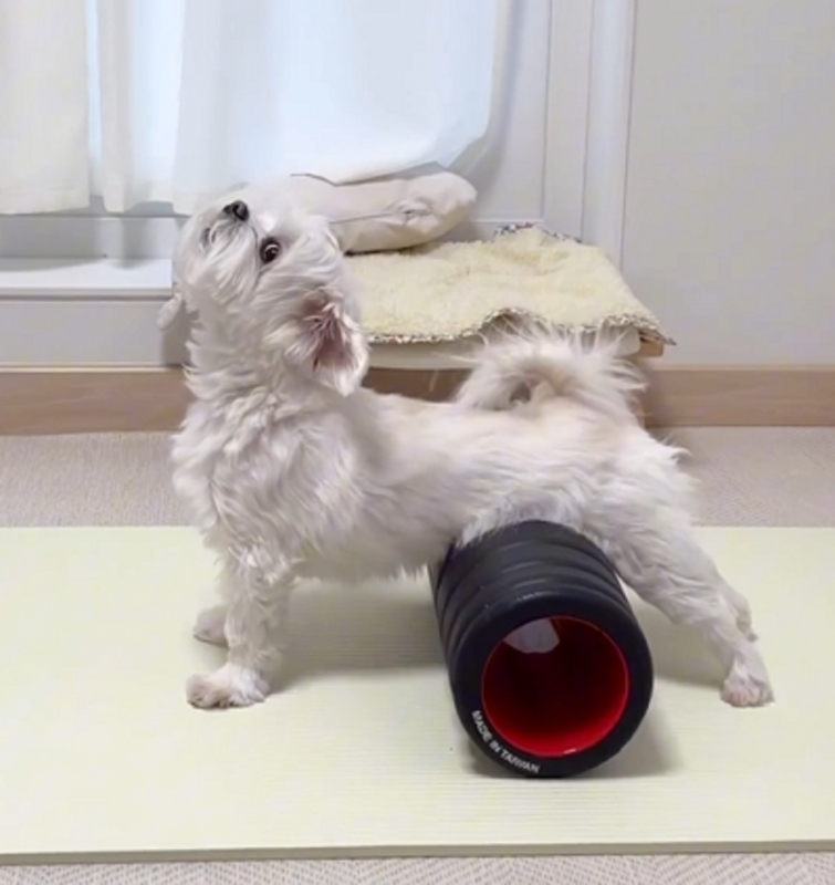 Cachorro faz ioga perfeitamente e diverte web - Foto: Sarang Boki/Reprodução/ND