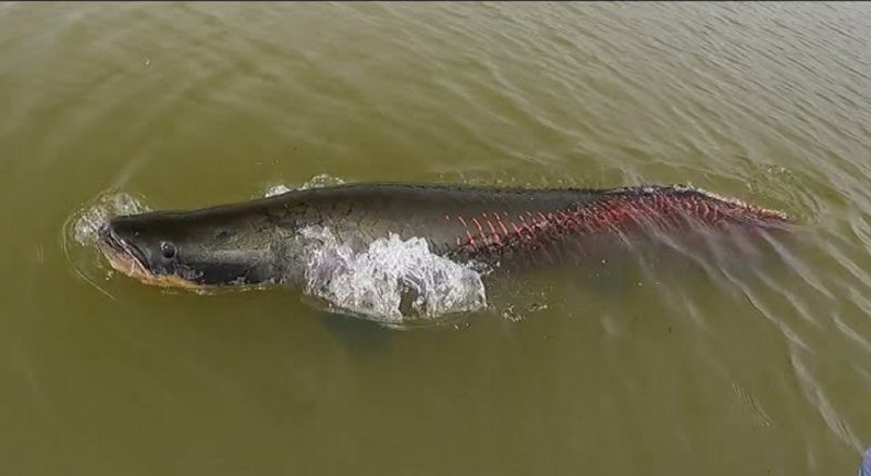 Pescador conseguiu capturar pirarucu gigante 