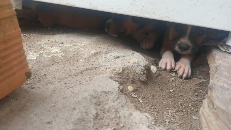 Foto mostra filhote de pitbull escondidos embaixo de móvel