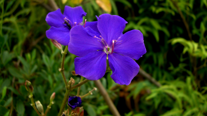 As quaresmeiras são uma espécie pioneira, ou seja, possui a capacidade de ser uma das primeiras plantas a habitar áreas que foram recém afetadas por distúrbios naturais