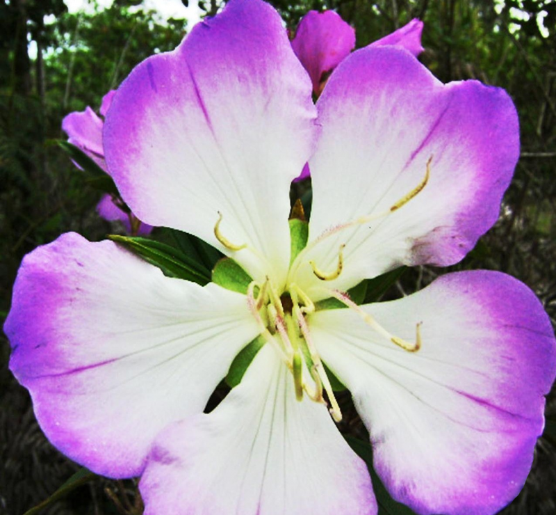 Pleroma raddianum (DC.) Gardner, espécie de quaresmeira mais comum no Sul do Brasil 
