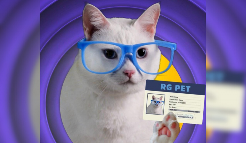 Imagem mostra gato branco usando óculos de armação azul celeste, segurando um documento de RG para pets