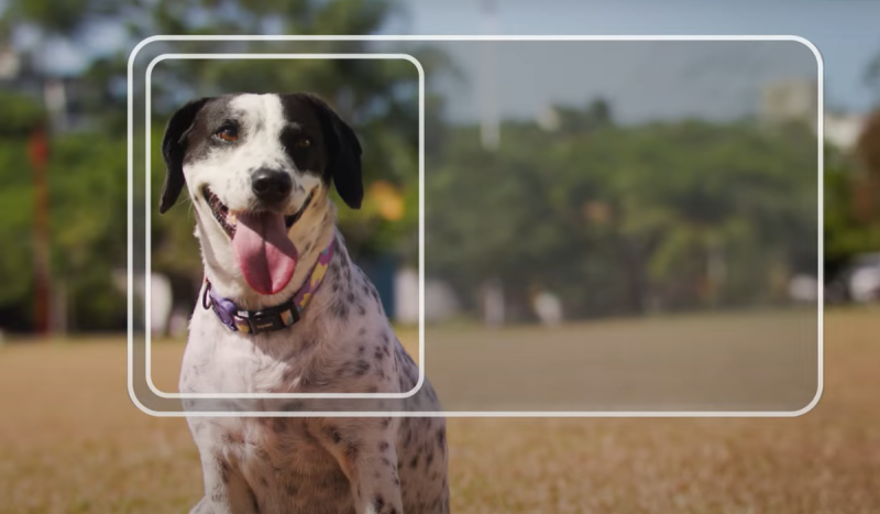 Cachorro sorrindo com a língua para fora em frente a campo aberto