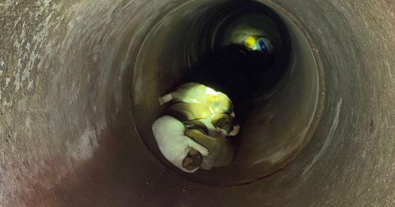 Sete filhotes de cachorro dentro de um bueiro, em Garuva, enquanto aguardam resgate do Corpo de Bombeiros Militar de Santa Catarina