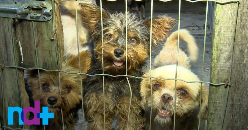 Três cachorros, de cor marrom, em um canil clandestino em Joinville; Foram resgatados com outros animais após fiscalização da Policia Civil e do Ministério Público