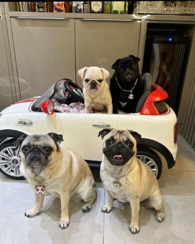 Pugs blumenauenses conquistaram mais de 50 mil seguidores nas redes sociais - Foto: Pets Influencers/Reprodução/ND