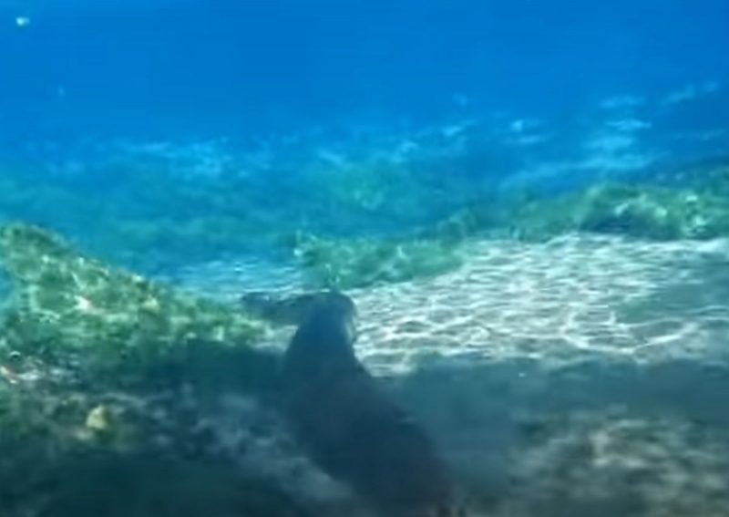 Sucuri nada em fundo de rio cristalino em Bonito