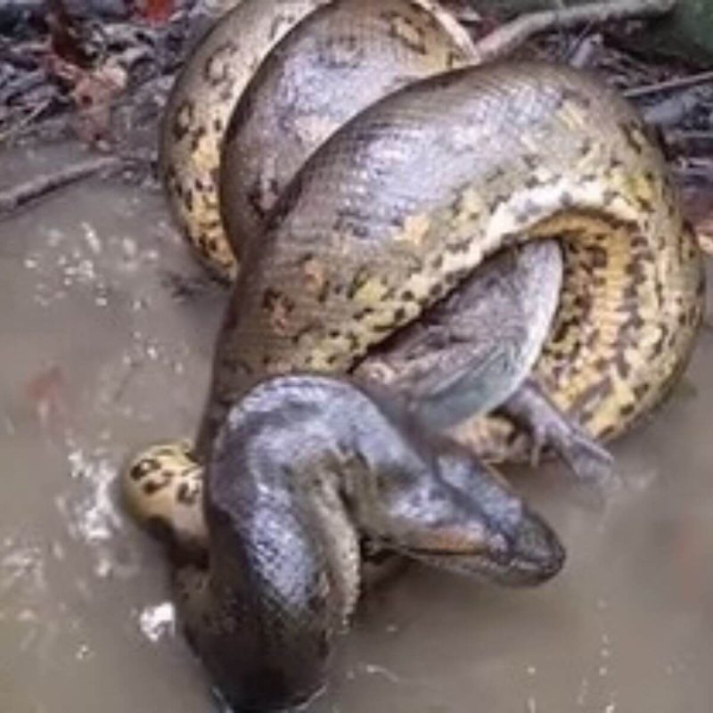 Sucuri imobiliza o jacaré e impressiona biólogo