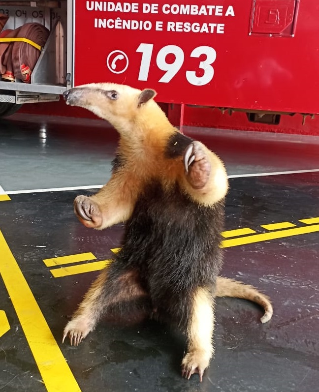 O animal silvestre foi resgatado pelos bombeiros 