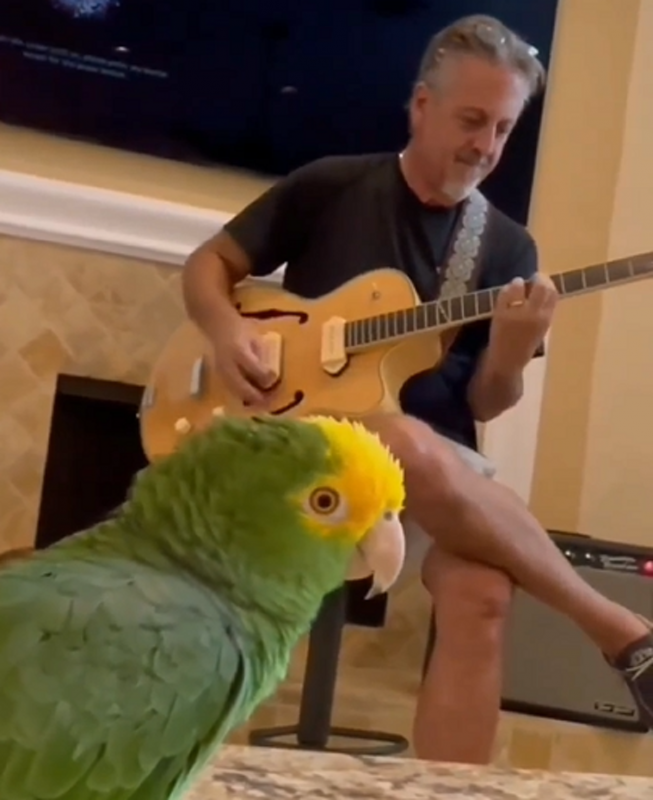 Papagaio encanta a web ao ter uma personalidade de roqueiro - Foto: Animais Engraçados/Reprodução/ND