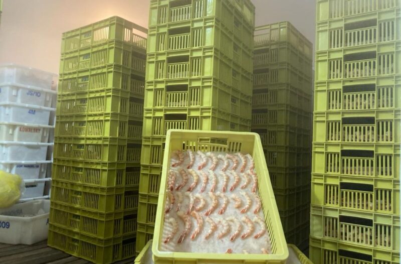 Camarão argentino armazenado em caixas